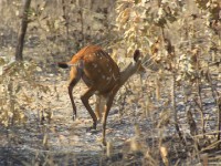 Bushbuck