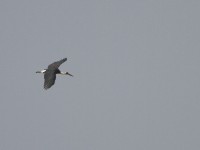 Woolly-necked Stork (Ciconia episcopus)