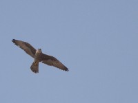 Lanner Falcon (Falco biarmicus)