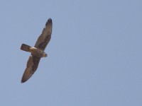 Lanner Falcon (Falco biarmicus)