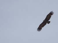 Hooded Vulture (Necrosyrtes monachus)
