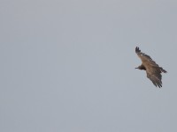 Hooded Vulture (Necrosyrtes monachus)