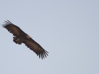 Hooded Vulture (Necrosyrtes monachus)