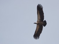 White-backed Vulture (Gyps africanus)