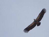 White-backed Vulture (Gyps africanus)