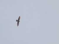 Grasshopper Buzzard (Butastur rufipennis)