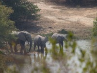 African bush elephant (Loxodonta africana)