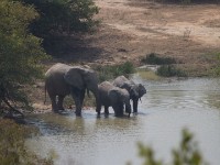 African bush elephant (Loxodonta africana)