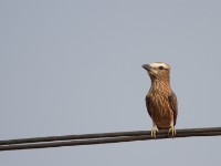 Purple Roller (Coracias naevius)