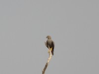 Grey Kestrel (Falco ardosiaceus)