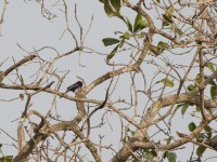 Black Scimitarbill (Rhinopomastus aterrimus)