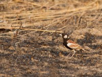 Chestnut-backed Sparrow-Lark (Eremopterix leucotis)