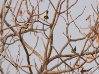 Pygmy Sunbird (Hedydipna platura)