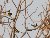 Pygmy Sunbird (Hedydipna platura)