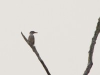 Striped Kingfisher (Halcyon chelicuti)