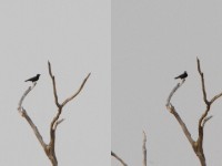 White-fronted Black Chat (Oenanthe albifrons)