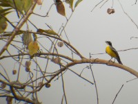 Cabanis's Bunting (Emberiza cabanisi)