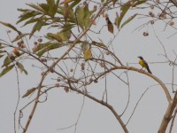 Cabanis's Bunting (Emberiza cabanisi)