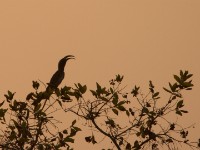 African Grey Hornbill (Lophoceros nasutus)