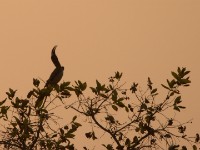 African Grey Hornbill (Lophoceros nasutus)