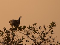 African Grey Hornbill (Lophoceros nasutus)