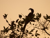 African Grey Hornbill (Lophoceros nasutus)