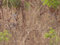 Denham's Bustard (Neotis denhami)