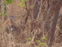 Denham's Bustard (Neotis denhami)