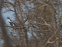 Denham's Bustard (Neotis denhami)