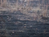 Forbes's Plover (Charadrius forbesi)