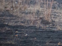 Forbes's Plover (Charadrius forbesi)