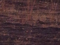 Forbes's Plover (Charadrius forbesi)