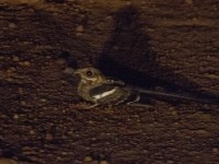 Long-tailed Nightjar (Caprimulgus climacurus)