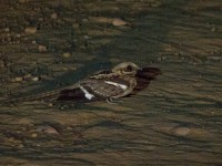 Long-tailed Nightjar (Caprimulgus climacurus)