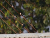 Red-chested Swallow (Hirundo lucida)