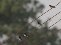 Red-chested Swallow (Hirundo lucida)