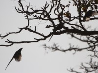 Piapiac (Ptilostomus afer)