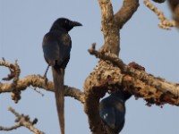 Piapiac (Ptilostomus afer)