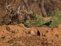 Piapiac (Ptilostomus afer)