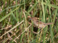 Winding Cisticola (Cisticola marginatus)