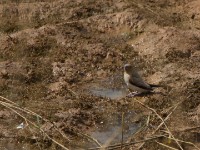 African Silverbill (Euodice cantans)