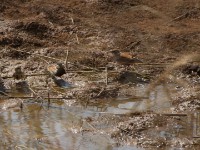 Chestnut-backed Sparrow-Lark (Eremopterix leucotis)