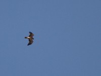 Booted Eagle (Hieraaetus pennatus)