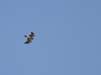 Booted Eagle (Hieraaetus pennatus)