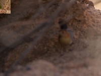 Rock-loving Cisticola (Cisticola emini)