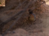 Rock-loving Cisticola (Cisticola emini)