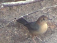 Rock-loving Cisticola (Cisticola emini)