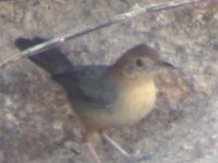 Rock-loving Cisticola (Cisticola emini)