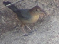Rock-loving Cisticola (Cisticola emini)