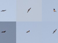 West African Swallow (Cecropis domicella)
